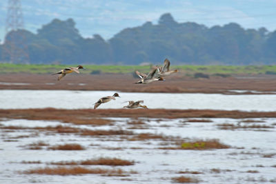 Birds flying over water against sky