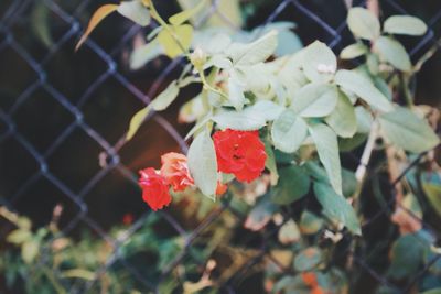 Close-up of red flowers