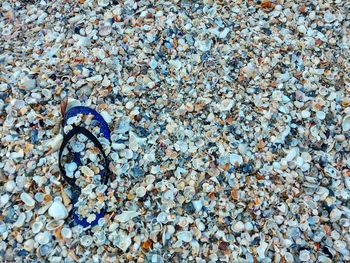 High angle view of shells on beach