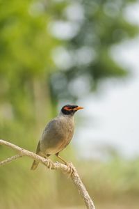 Close-up of bird perching on branch