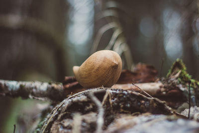 Close-up of snail on tree