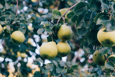 Close-up of pears growing on tree