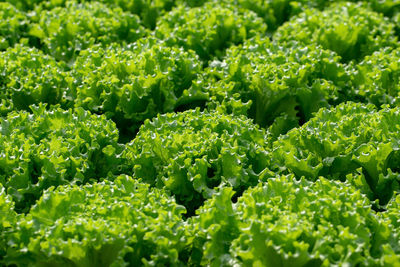 Full frame shot of fresh green plants