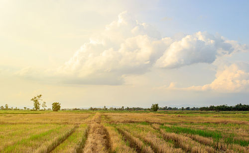 Scenic view of agricultural field against sky