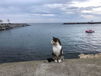 View of a dog on sea shore