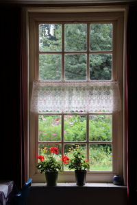 Potted plants on window sill