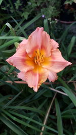Close-up of pink flower