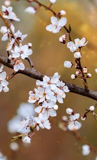 Close-up of white cherry blossom