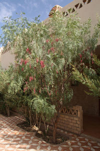 Plants growing on a tree