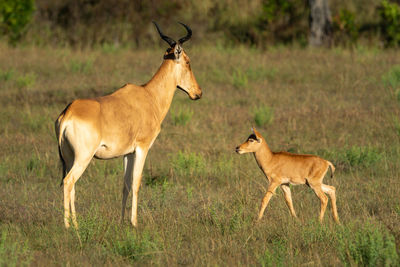 Young hartebeest approaches mother in sunlit savannah