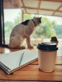 Cat looking through window at home