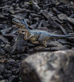 Close-up of raptor on rock
