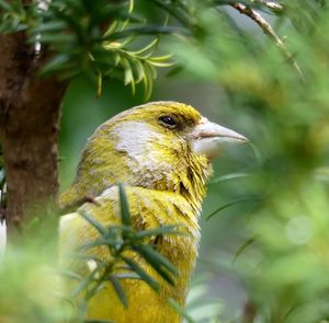 Close-up of bird perching on branch