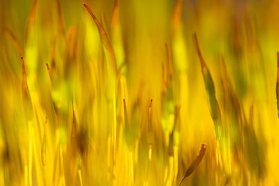 Close-up of crops growing on field