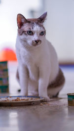 Portrait of cat sitting on table