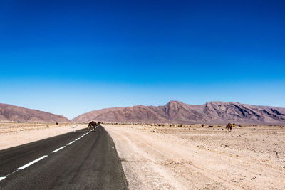 Camel crossing road against clear blue sky