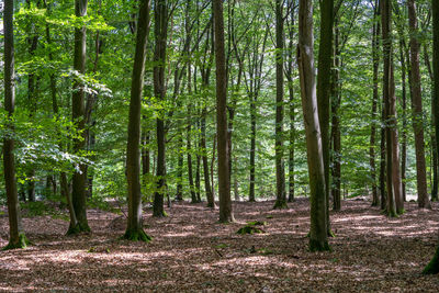 Trees growing in forest