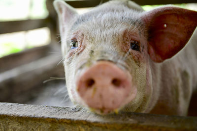 Close-up portrait of a pig