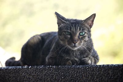 Close-up portrait of cat relaxing outdoors