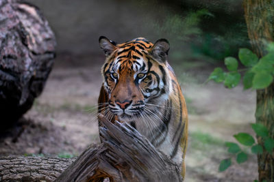 Portrait of tiger in zoo