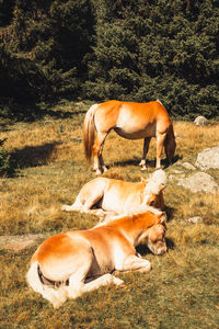 Horse standing on field