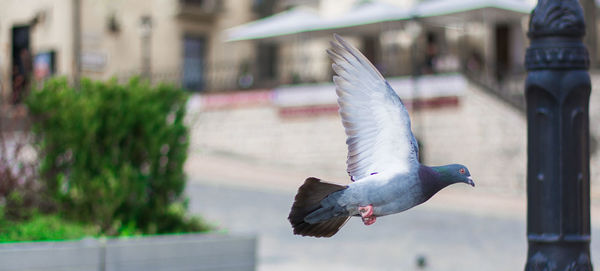 Close-up of seagull flying