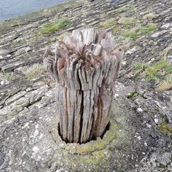 High angle view of wood on rock