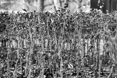 Close-up of plants in water