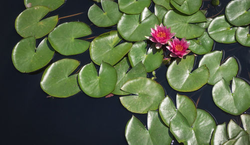 Close-up of pink flowers