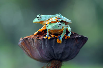 Close-up of frogs on flower