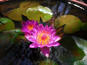 Close-up of lotus water lily in lake