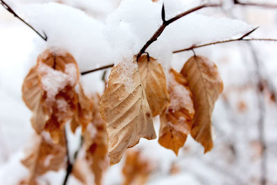 Close-up of twigs