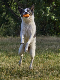 Dogs running on grassy field