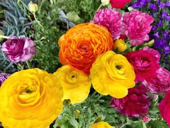 Close-up of multi colored flowers