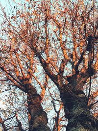 Low angle view of tree against sky