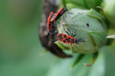 Close-up of firebug on leaf