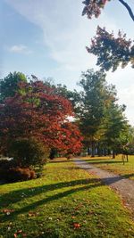 Trees and plants in park during autumn