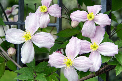 Close-up of pink flowering plant