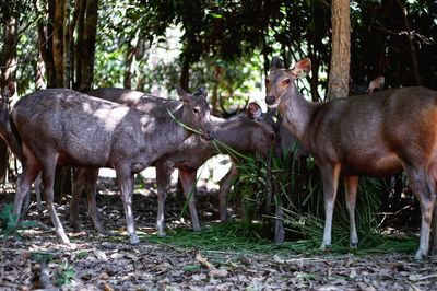 Deer eating grass at zoo