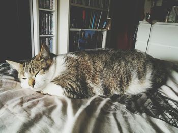 Close-up of cat sleeping on bed at home