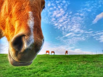 Horses in a field