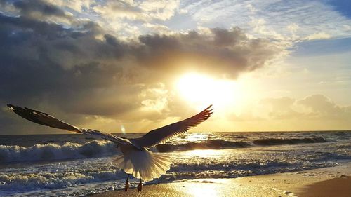 Bird flying over sea against sky at sunset