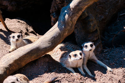 Close-up of meerkat