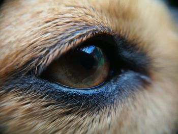 Close-up portrait of eye