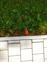 High angle view of red flowering plants on footpath