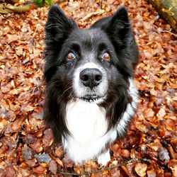 Portrait of dog on dry leaves during autumn