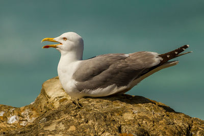 Close-up of seagull perching on rock