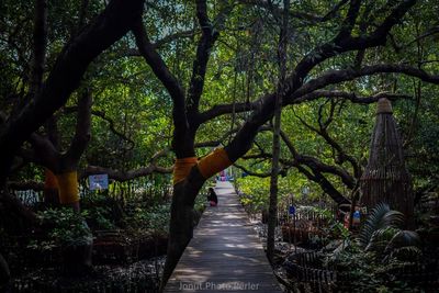 Footpath amidst trees in forest