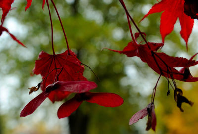 Close-up of red maple leaves against blurred background