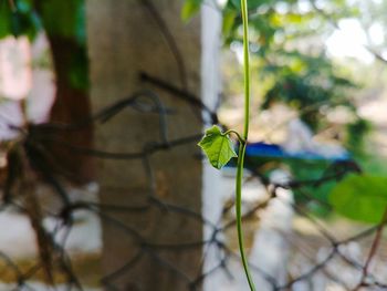 Close-up of ivy growing on plant